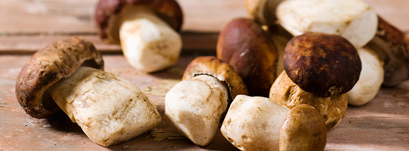 Mushrooms Mushrooms
