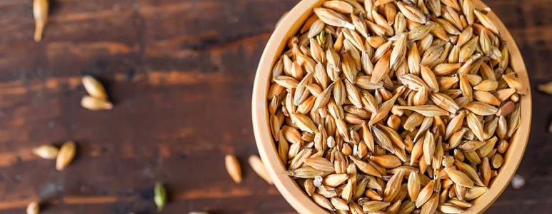 Barley Barley